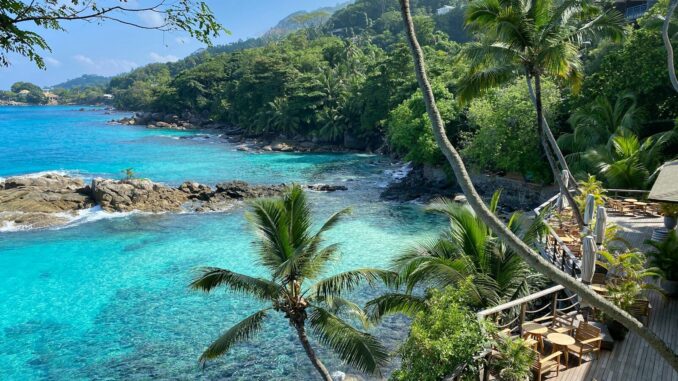 green palm tree near body of water during daytime