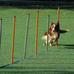 brown and white dog running through pole obstacles