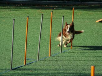 brown and white dog running through pole obstacles
