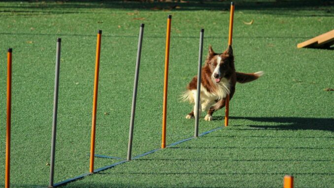 brown and white dog running through pole obstacles